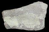 Dimetrodon Partial Limb Bone - Texas #68807-1